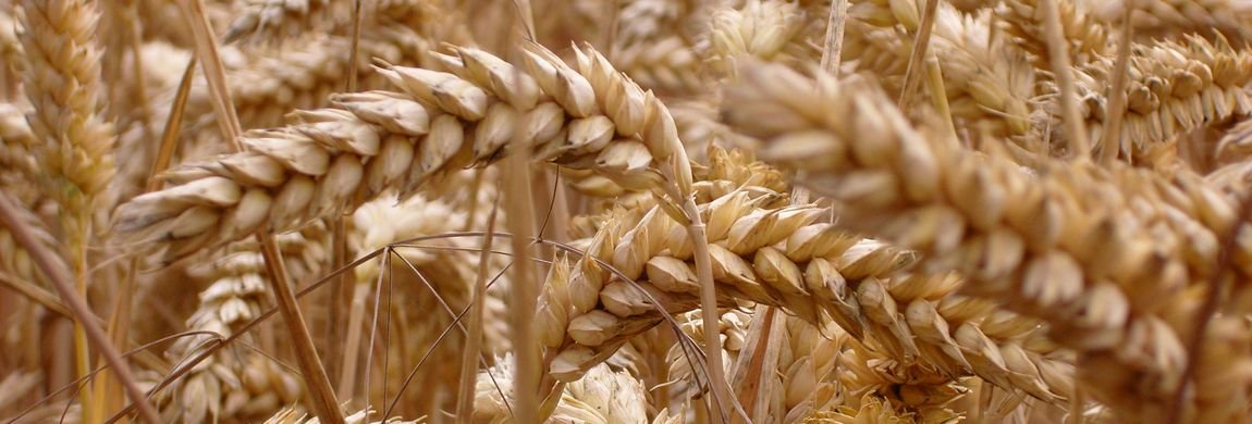 Ears of Wheat at Harvest