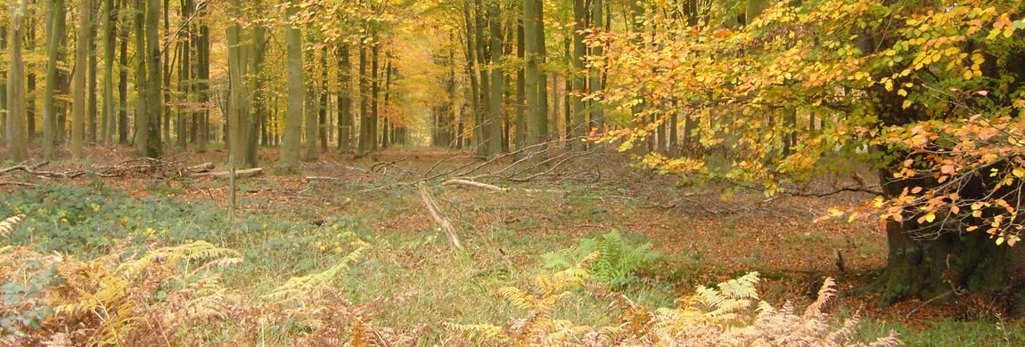 Holbury Wood, Autumn